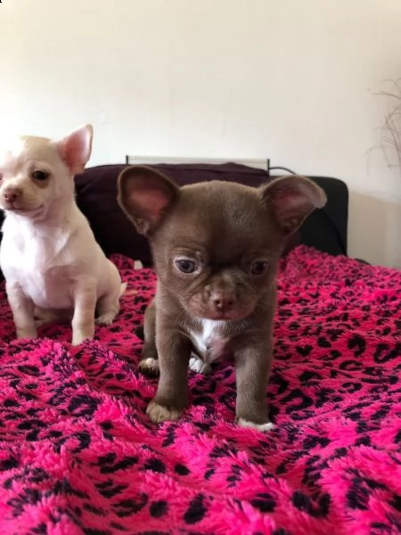 cuccioli di chihuahua tazza da tegrave | Foto 6