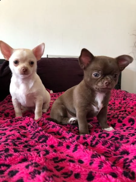 cuccioli di chihuahua tazza da tegrave | Foto 4