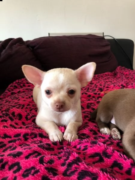 cuccioli di chihuahua tazza da tegrave | Foto 3