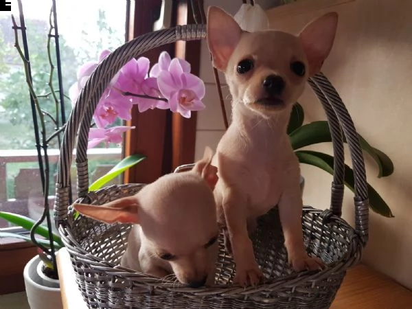 cuccioli di chihuahua tazza da tegrave | Foto 2