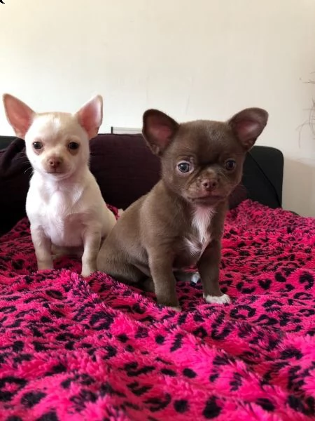 cuccioli di chihuahua tazza da tegrave | Foto 1