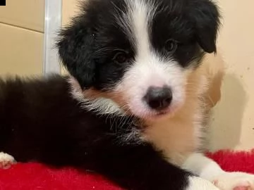 cuccioli border collie altissima genealogia | Foto 6