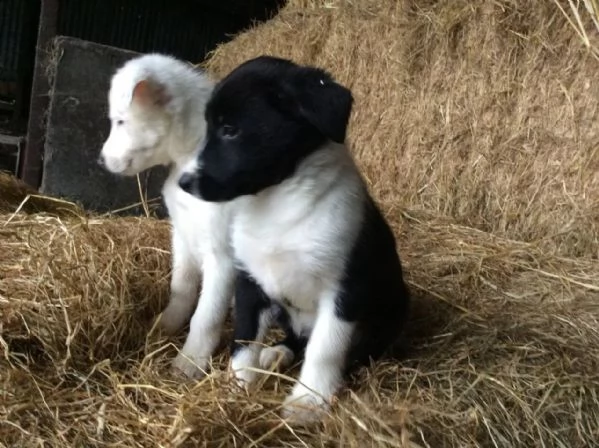 cuccioli border collie altissima genealogia | Foto 5