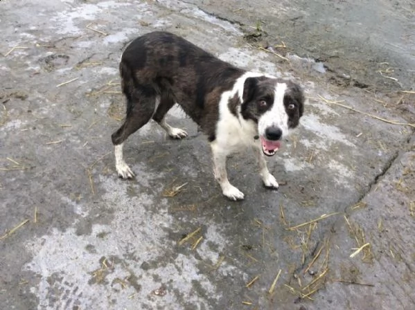 cuccioli border collie altissima genealogia | Foto 4