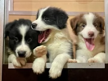 cuccioli border collie altissima genealogia