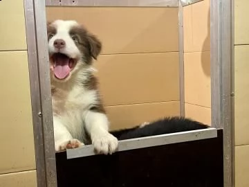 cuccioli border collie altissima genealogia | Foto 0