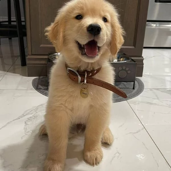 cuccioli golden retriever