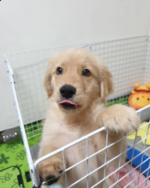 cuccioli di golden retriever 3 mesi