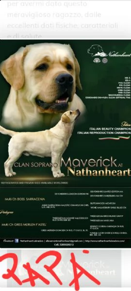 labrador con pedegree | Foto 4