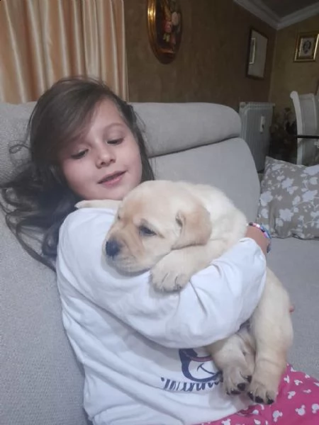labrador con pedegree
