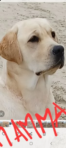 labrador con pedegree | Foto 3