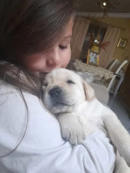labrador con pedegree | Foto 2