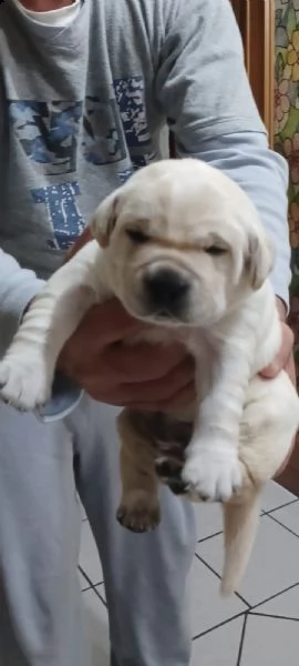 labrador con pedegree | Foto 1