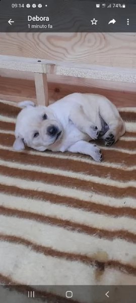 labrador con pedegree | Foto 0