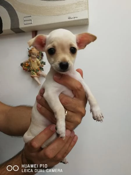 vendita chihuahua  | Foto 0