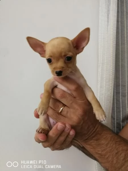 vendita chihuahua 