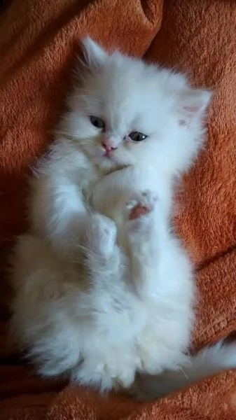 gattina persiana bianca | Foto 0
