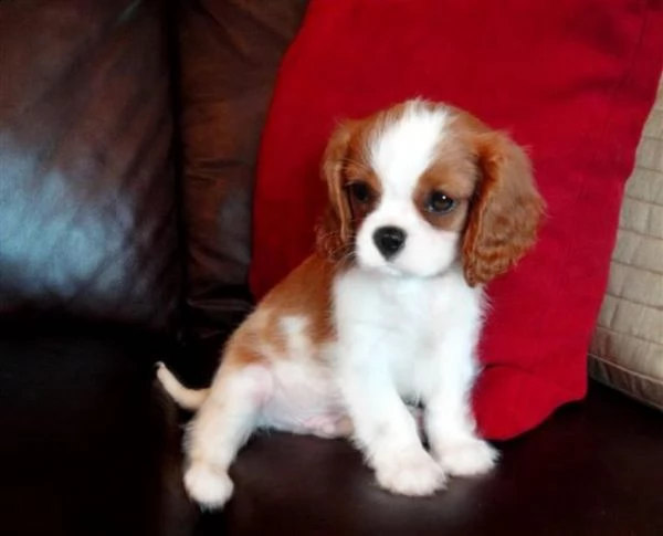 cuccioli di razza cavalier king charles spaniel | Foto 1