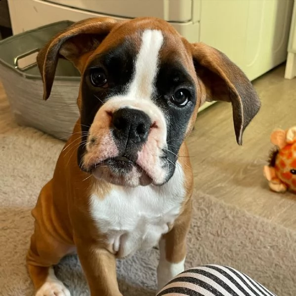 cucciolo boxer in adozione 34631716322