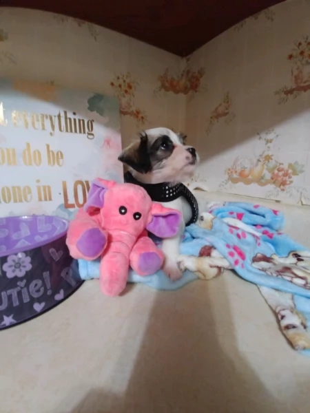 shitzu & shih-tzu cuccioli | Foto 6