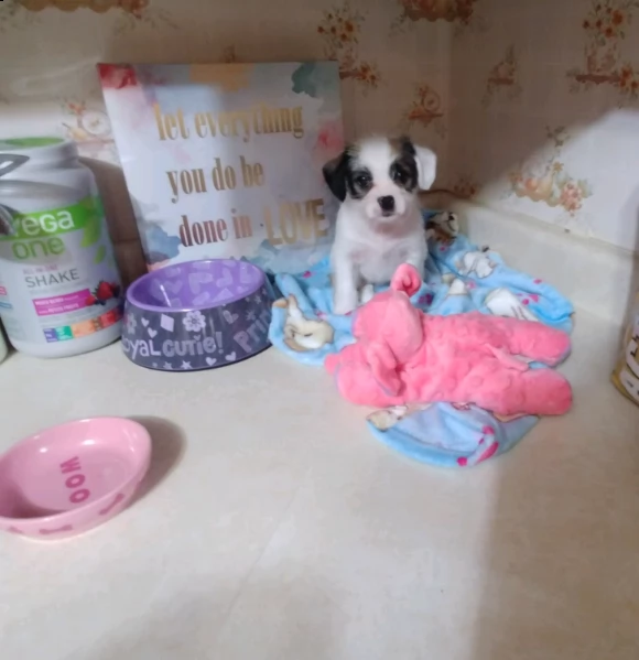 shitzu & shih-tzu cuccioli | Foto 5