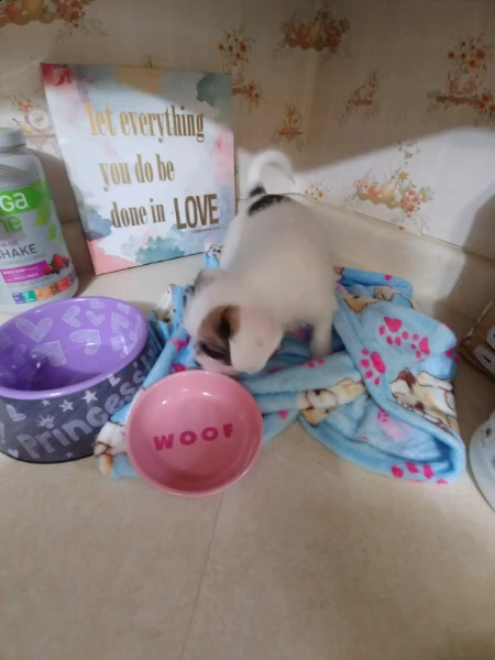 shitzu & shih-tzu cuccioli | Foto 4
