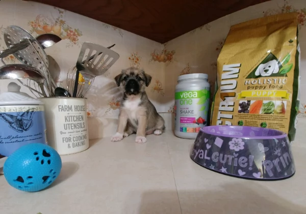 shitzu & shih-tzu cuccioli | Foto 3