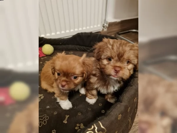 shitzu & shih-tzu cuccioli | Foto 2