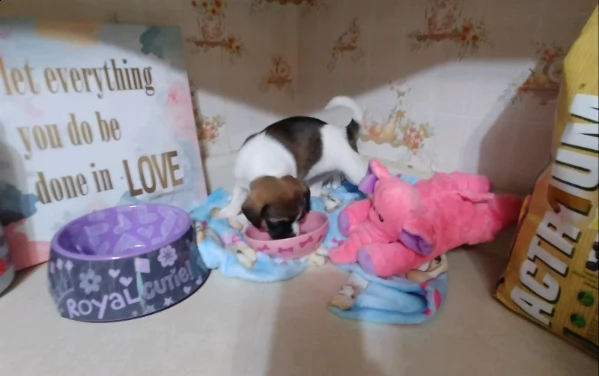 shitzu & shih-tzu cuccioli | Foto 0