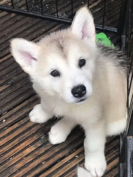 cuccioli di alaskan malamute | Foto 6
