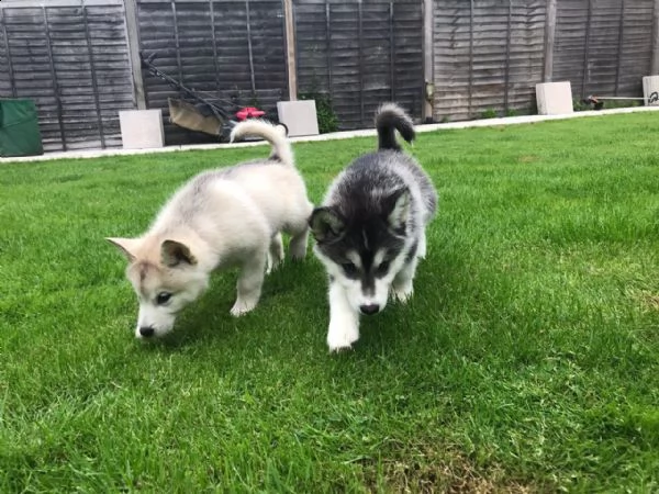 cuccioli di alaskan malamute | Foto 5
