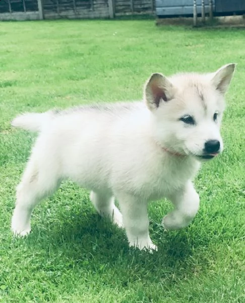 cuccioli di alaskan malamute | Foto 4