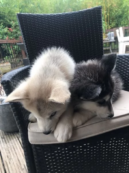 cuccioli di alaskan malamute | Foto 3