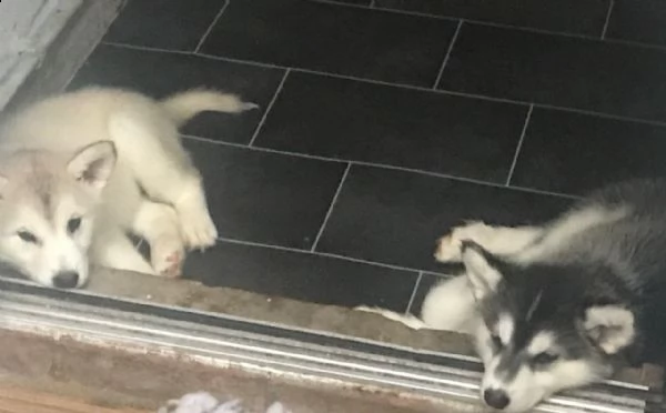 cuccioli di alaskan malamute | Foto 1