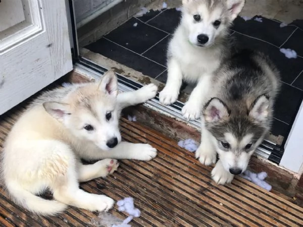 cuccioli di alaskan malamute