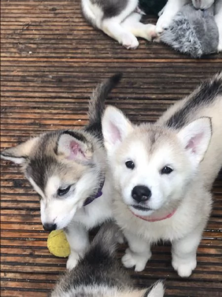 cuccioli di alaskan malamute | Foto 0