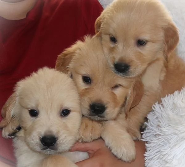  simpatici cuccioli di golden retriever maschi e femmine