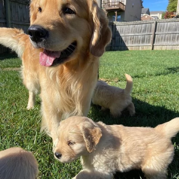  simpatici cuccioli di golden retriever maschi e femmine | Foto 0