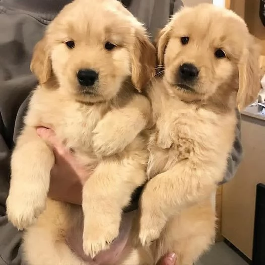 simpatici cuccioli di golden retriever