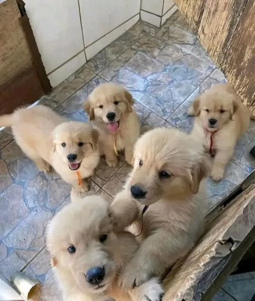 vendita bellissimi cuccioli di golden retriever | Foto 0