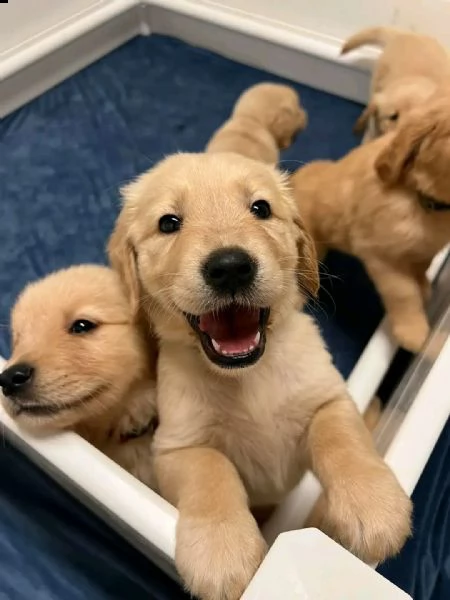 vendita bellissimi cuccioli di golden retriever