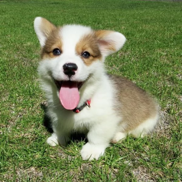 cuccioli di corgi in adozione gratuita pronti per andare a casa ora | Foto 2