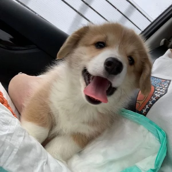 cuccioli di corgi in adozione gratuita pronti per andare a casa ora | Foto 1