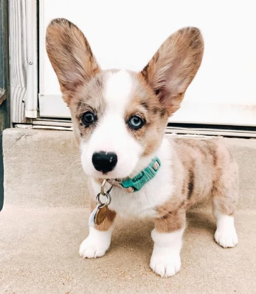 cuccioli di corgi in adozione gratuita pronti per andare a casa ora | Foto 0