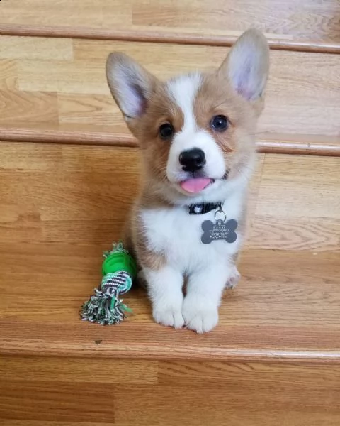 cuccioli di corgi in adozione gratuita pronti per andare a casa ora