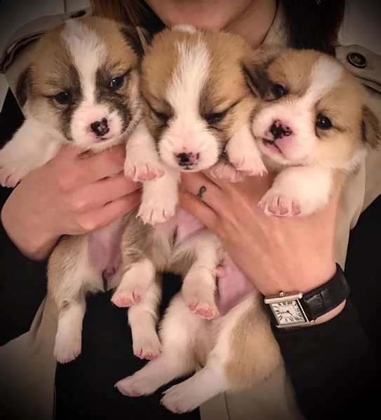 adotta oggi stesso i tuoi cuccioli di corgi | Foto 1