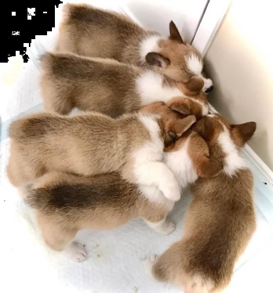 adotta oggi stesso i tuoi cuccioli di corgi | Foto 0