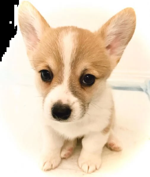 adotta oggi stesso i tuoi cuccioli di corgi