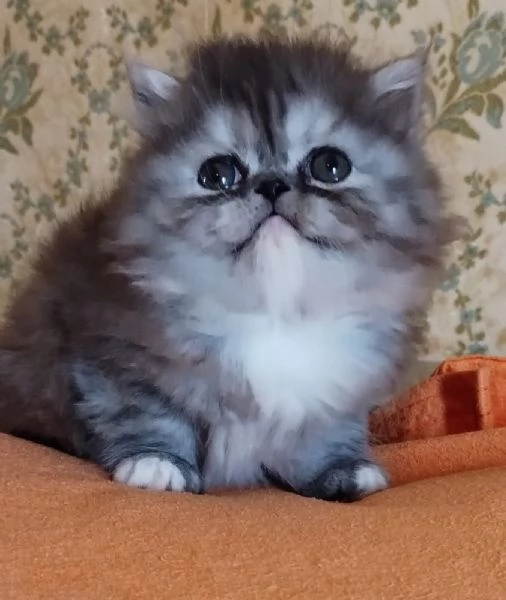 Cucciola di persiani femmina | Foto 5