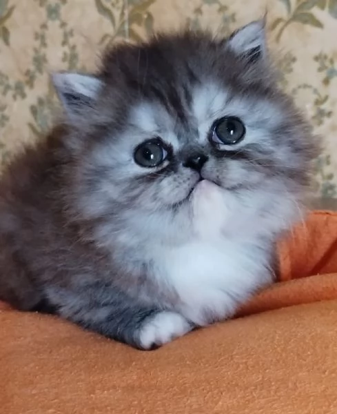Cucciola di persiani femmina | Foto 4
